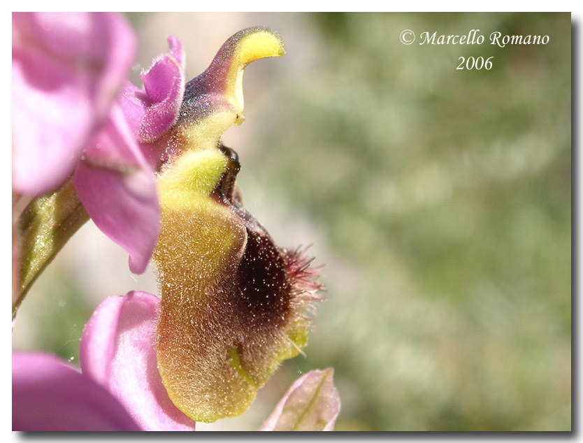 Ophrys tenthredinifera